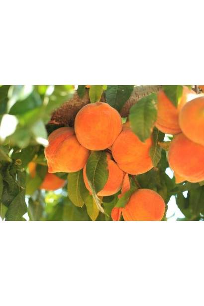 Плоды персика солнечного