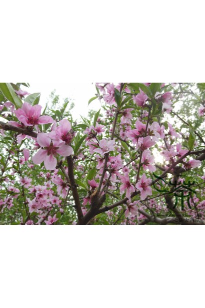 Персик "Солнечный" в период цветения расцветает яркими розовыми цветами.