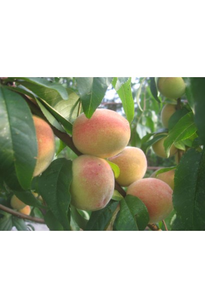 Плоды персика "Солнечный" с ароматной сладкой мякотью и легкой кислинкой.