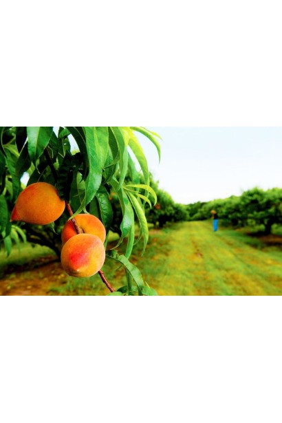 Высокая устойчивость к неблагоприятным погодным условиям делает этот сорт надежным в вашем саду.