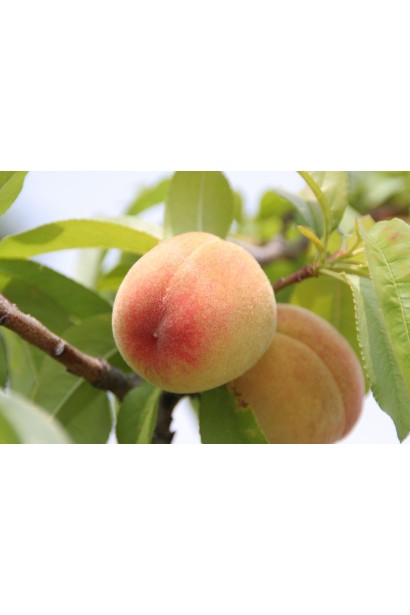 Плоды персика "Солнечный" с ароматной сладкой мякотью и легкой кислинкой.