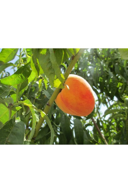 Дерево персика "Солнечный" с компактной кроной.