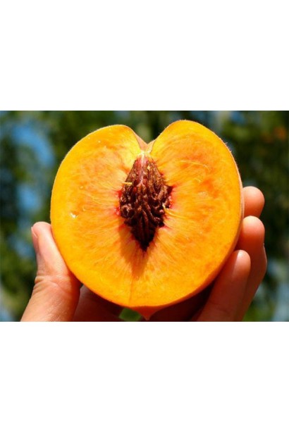 Средний размер плода с золотисто-желтым оттенком кожуры.