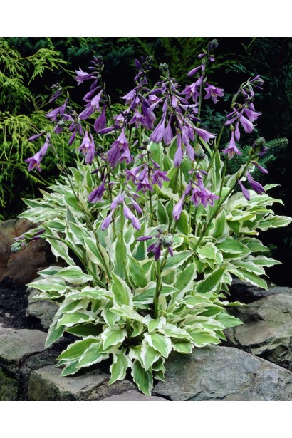 Квіти хости Вайд Брім – витончені, дуже декоративні.