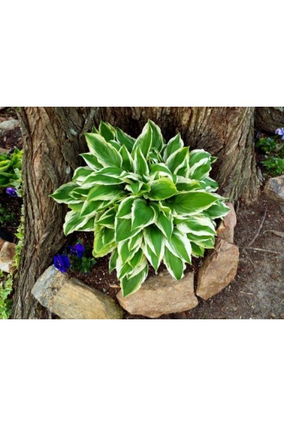 Хоста Вайд Брім – декоративний кущ із яскравим листям.