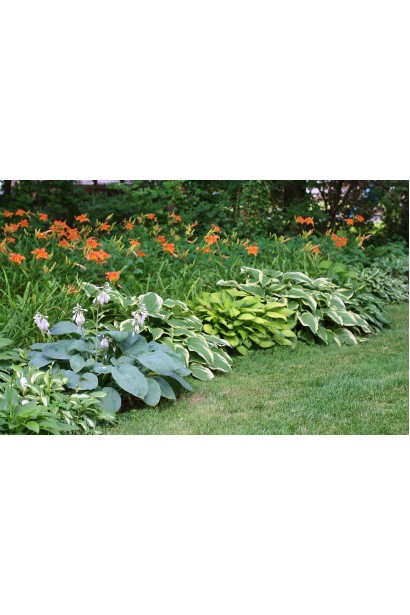 Hosta hybrida Wide Brim