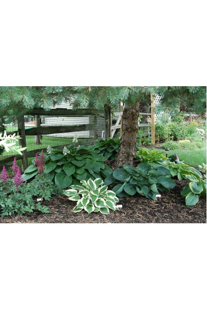 Кущ хости Вайд Брім для клумб і садових бордюрів.