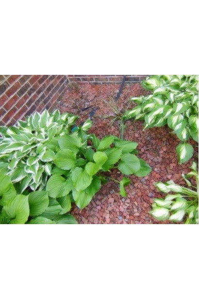 Садова хоста Вайд Брім із двоколірним листям.