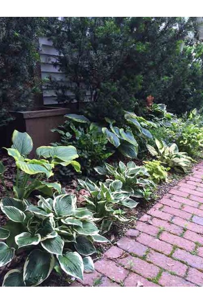 Кущ хости Вайд Брім прикрасить тіньовий куточок саду.