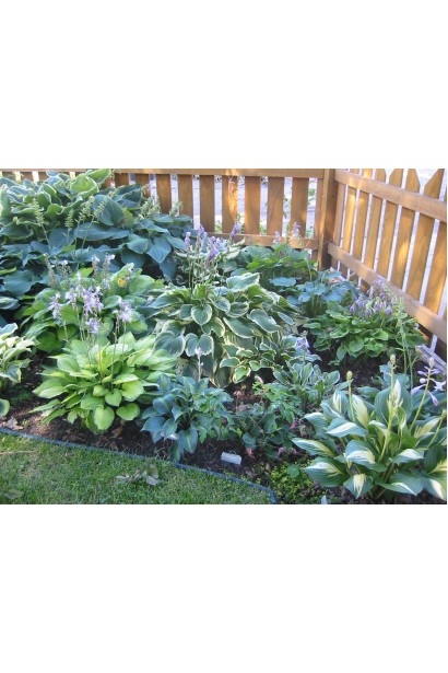 Хоста гібридна Вайд Брім – двоколірний кущ із яскравим листям.