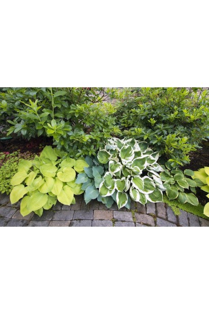 Листя хости Вайд Брім – зелене з кремовою облямівкою.