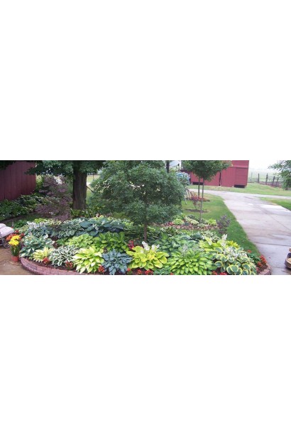 Хоста Вайд Брім