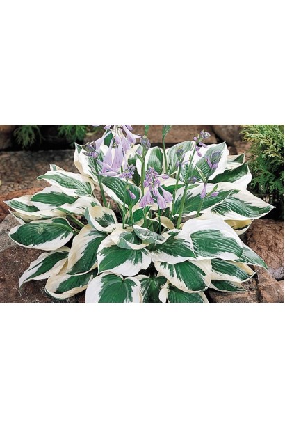 Ландшафтний акцент – хоста гібридна Патріот.