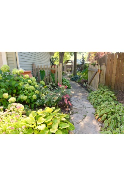 Хоста Патріот – рослина для створення стильного ландшафту.