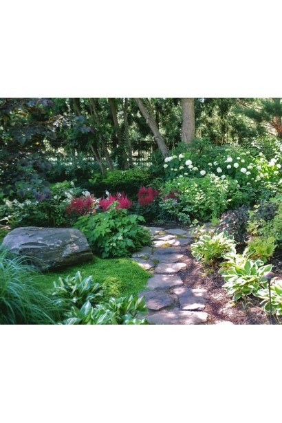 Хоста Патріот – саджанець для тіньового саду.