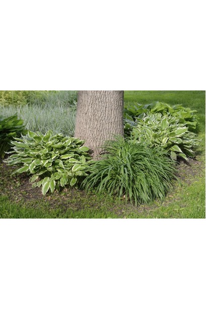 Hosta hybrida Patriot 