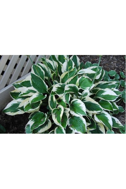 Хоста Патріот – декоративний кущ для ландшафтного дизайну.