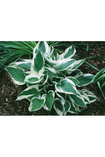 Кущ хости Патріот із яскравим контрастним листям.