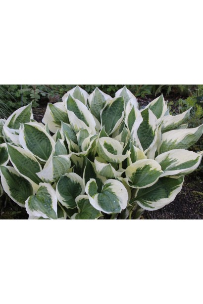 Хоста Патріот – багаторічна рослина з унікальним листям.