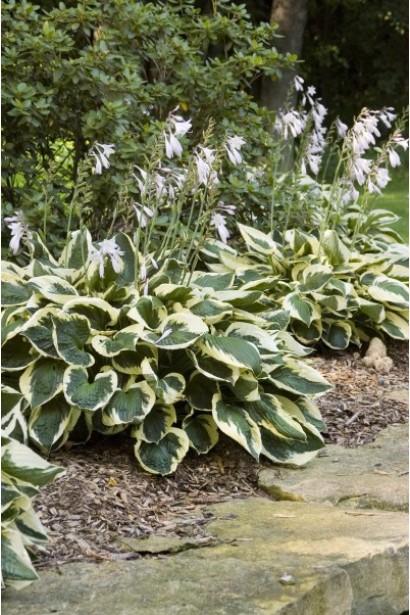 Хоста гібридна Патріот