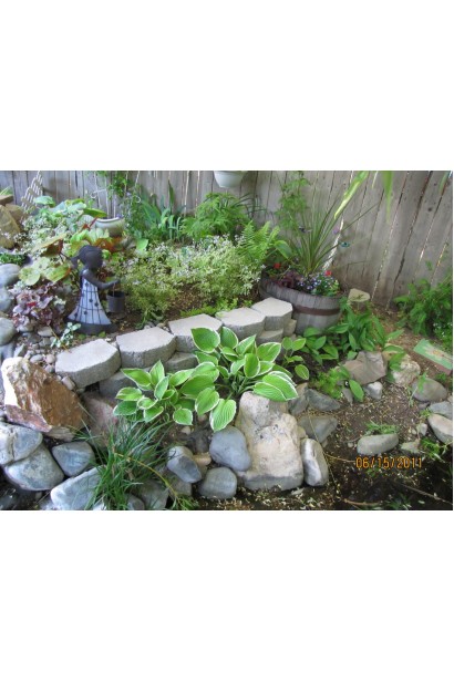 Ефектна хоста Патріот для декоративного квітника.