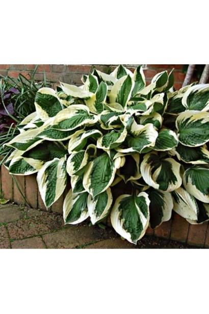 Листя хости Патріот – насичено-зелене з білою облямівкою.