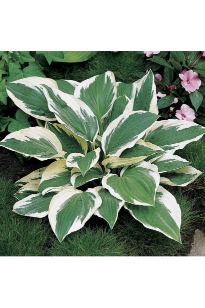 Хоста гібридна Патріот