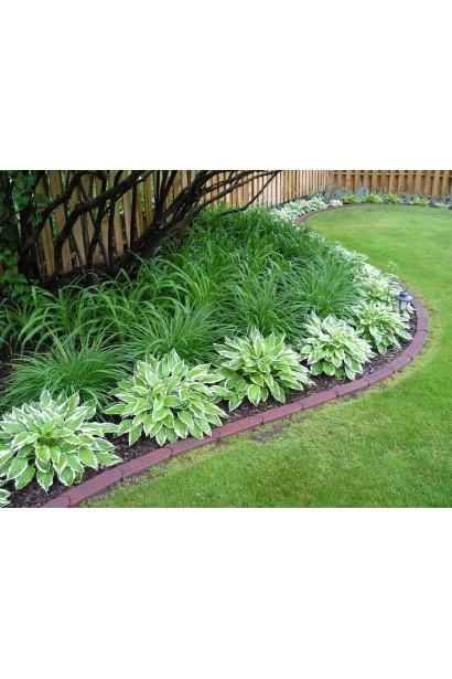 Хоста гібридна Патріот