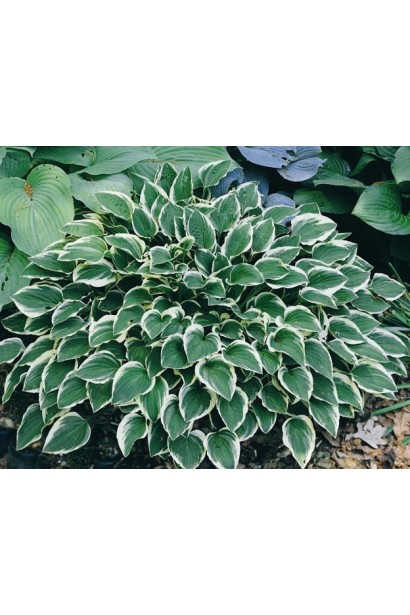 Хоста Франция - зеленый кустарник с белым обрамлением листьев.