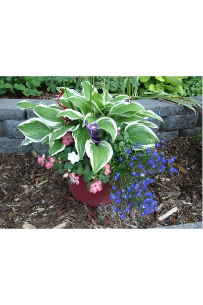 Hosta hybrida Francee