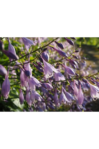 Хоста гибридная Франция - Цветы