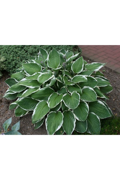 Листья хосты Франция - насыщенно-зеленые с белым краем.