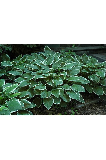 Хоста Франция - изящное растение для теневых зон.