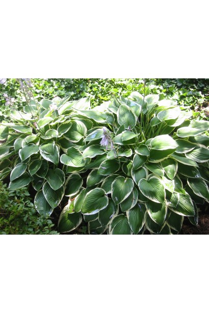 Хоста Франция - зеленый кустарник с классическим видом.