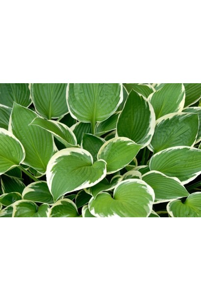 Листья хосты Франция - контрастные и декоративные.