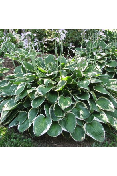 Хоста гибридная Франция - стильная зелень для вашего сада.