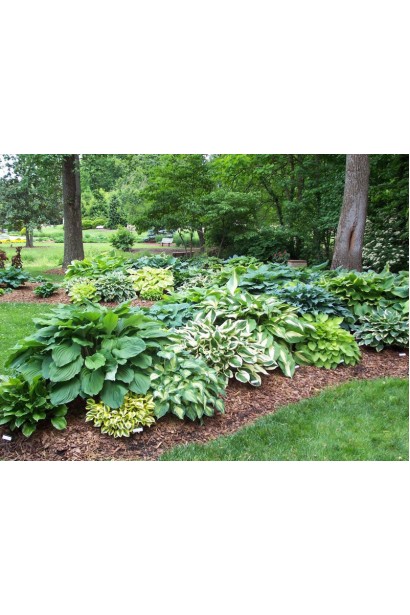 Франция - хоста для украшения цветников и бордюров.