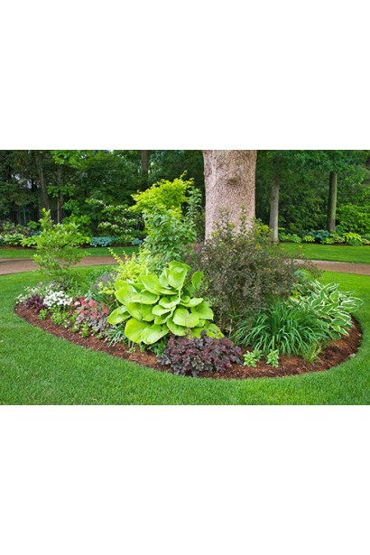 Хоста Франция - идеальное растение для декоративных клумб.