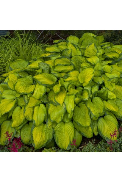 Хоста Стейнд Гласс – яскравий кущ для вашого саду.