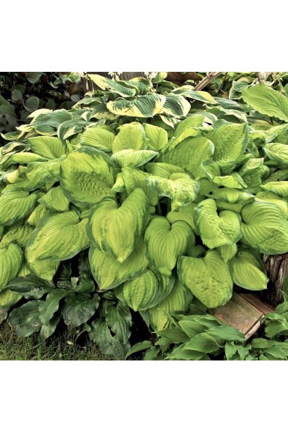 Хоста Стейнд Гласс – пишний кущ для прикраси клумб.