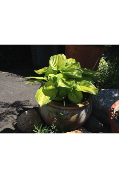 Hosta hybrida Stained Glass