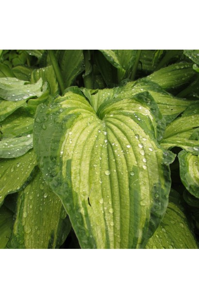 Хоста гібридна Стейнд Гласс 