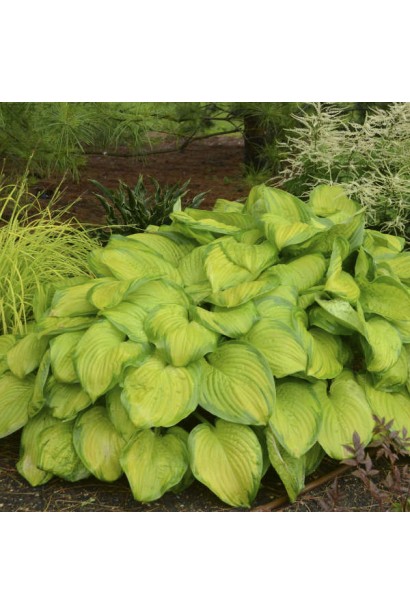 Хоста гібридна Стейнд Гласс – акцент у ландшафтному дизайні.