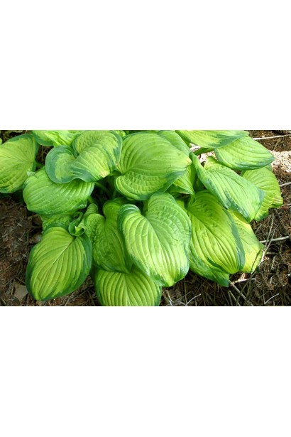Hosta hybrida Stained Glass 