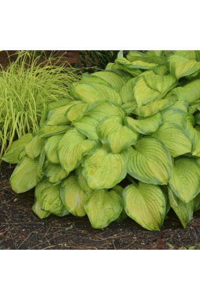 Саджанець хости Стейнд Гласс – декоративна рослина для тіні.