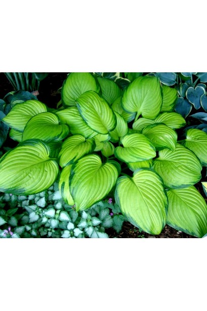 Листя хости Стейнд Гласс – золотисто-зелене з темним обрамленням.