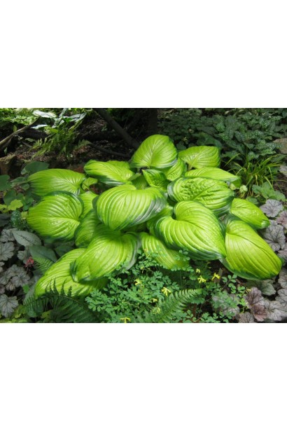 Хоста Стейнд Гласс – яскравий кущ із контрастним листям.