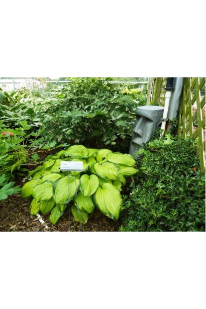 Хоста Стейнд Гласс – ідеальний вибір для квітників.