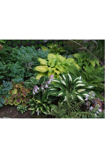 Хоста гібридна Стейнд Гласс 