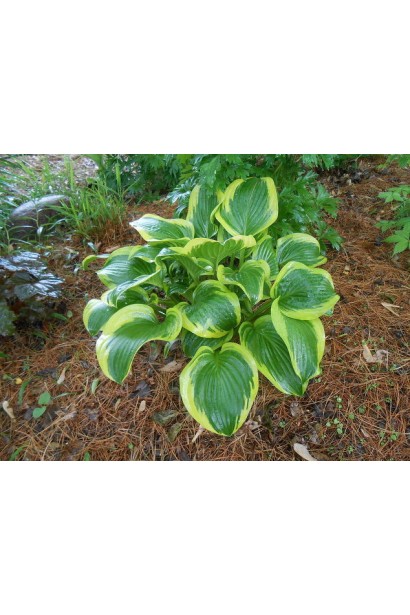 Хоста Королева Жозефіна – елегантний кущ для саду.